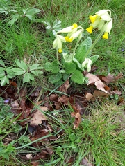 Primula veris