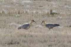 Theristicus branickii