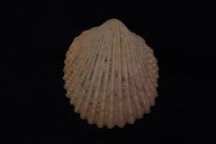 Vasticardium vertebratum