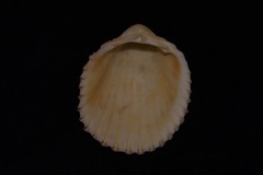 Vasticardium vertebratum