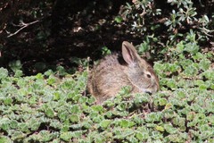 Sylvilagus andinus