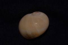 Natica stellata