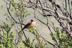 Ochthoeca fumicolor