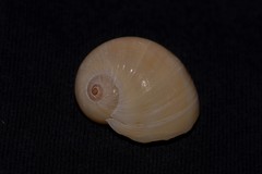 Natica stellata