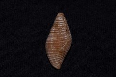 Gemmulimitra avenacea