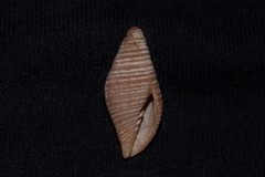 Gemmulimitra avenacea