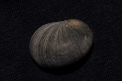 Nerita erythrostoma