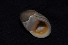 Nerita erythrostoma