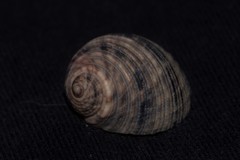 Nerita undata