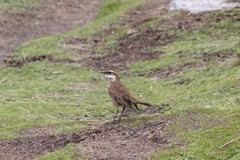 Cinclodes albidiventris