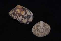 Lioconcha fastigiata