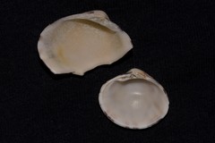 Lioconcha fastigiata