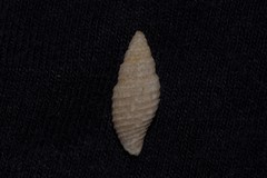 Domiporta circula