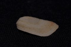 Pilosabia trigona