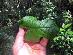Parsonsia fulva