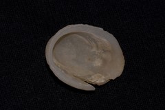 Pilosabia trigona