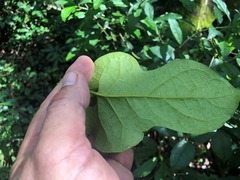 Parsonsia fulva