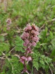 Petasites hybridus