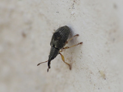 Kalcapion semivittatum