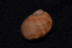 Natica stellata