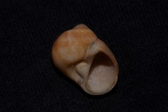 Natica stellata