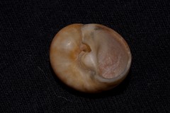 Natica stellata