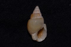 Nassarius comptus