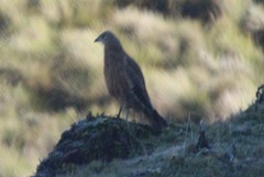 Daptrius carunculatus