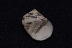 Nerita undata