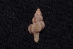 Fasciolariidae