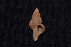 Fasciolariidae