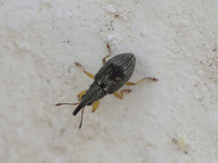 Kalcapion semivittatum