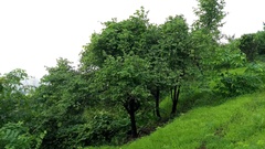 Bauhinia racemosa