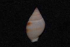 Nassarius crematus