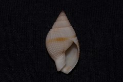 Nassarius crematus