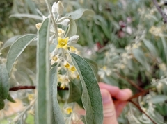 Elaeagnus angustifolia