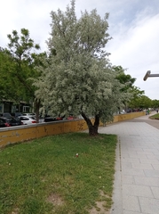 Elaeagnus angustifolia