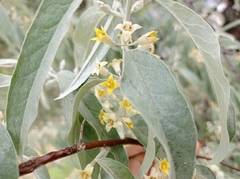 Elaeagnus angustifolia