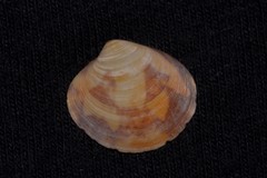 Lioconcha fastigiata