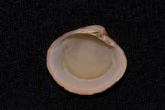 Lioconcha fastigiata