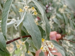 Elaeagnus angustifolia