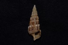 Cerithium novaehollandiae