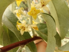 Elaeagnus angustifolia