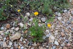 Anacyclus valentinus