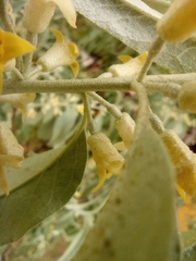 Elaeagnus angustifolia