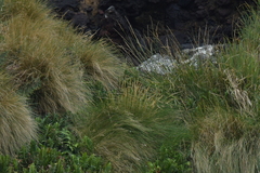 Carex sectoides