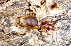 Tanystoma maculicolle