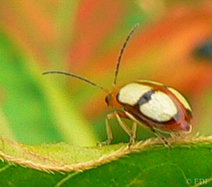 Monolepta cruciata