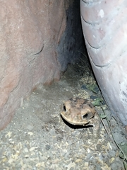 Rhinella marina