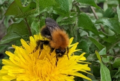 Bombus pascuorum